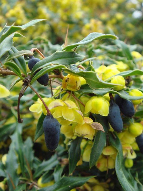Berberis gagnepainii fleur P30 (2)